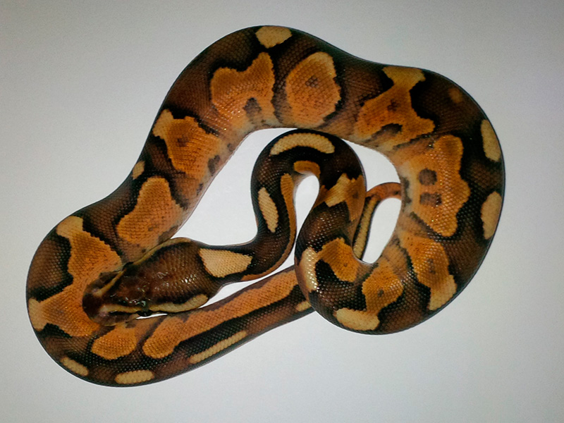 Cinnamon Enchi Fire Mojave