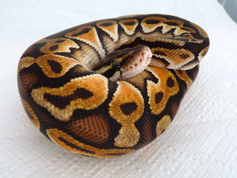 Cinnamon Enchi Lemon Pastel - Morph List - World of Ball Pythons