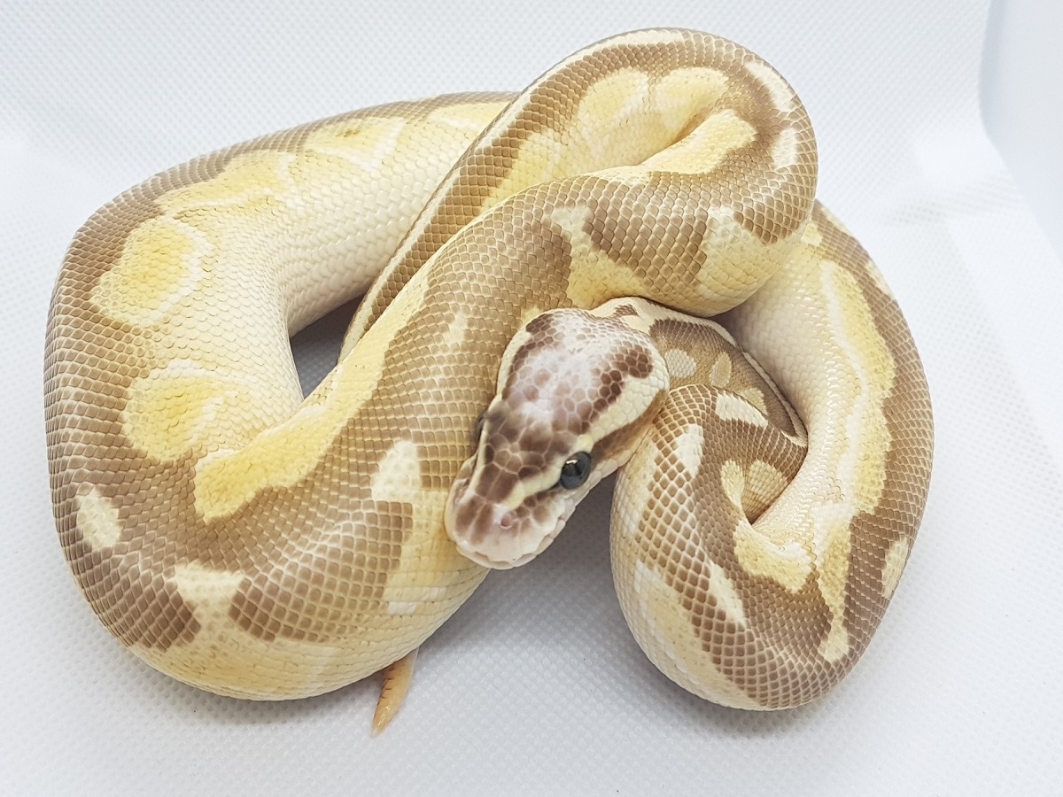 Cinnamon Enchi Lesser Orange Ghost Pastel