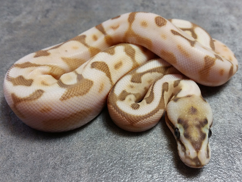 Cinnamon Enchi Lesser Pastel Spider