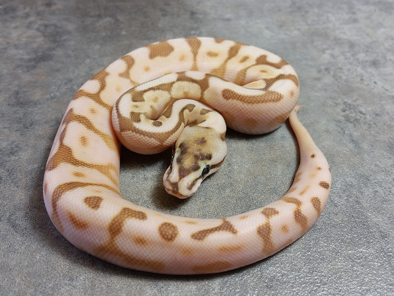 Cinnamon Enchi Lesser Pastel Spider