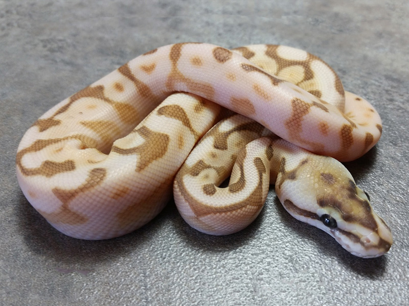 Cinnamon Enchi Lesser Pastel Spider