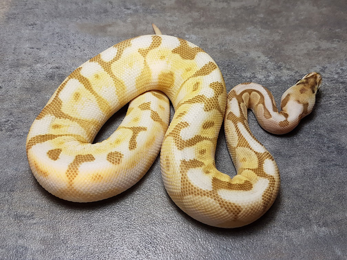 Cinnamon Enchi Lesser Pastel Spider