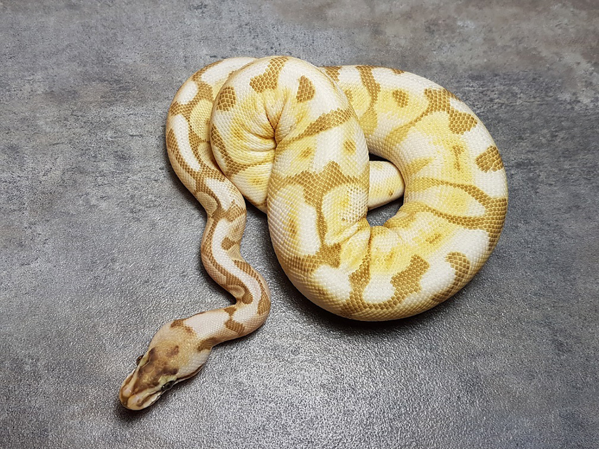 Cinnamon Enchi Lesser Pastel Spider