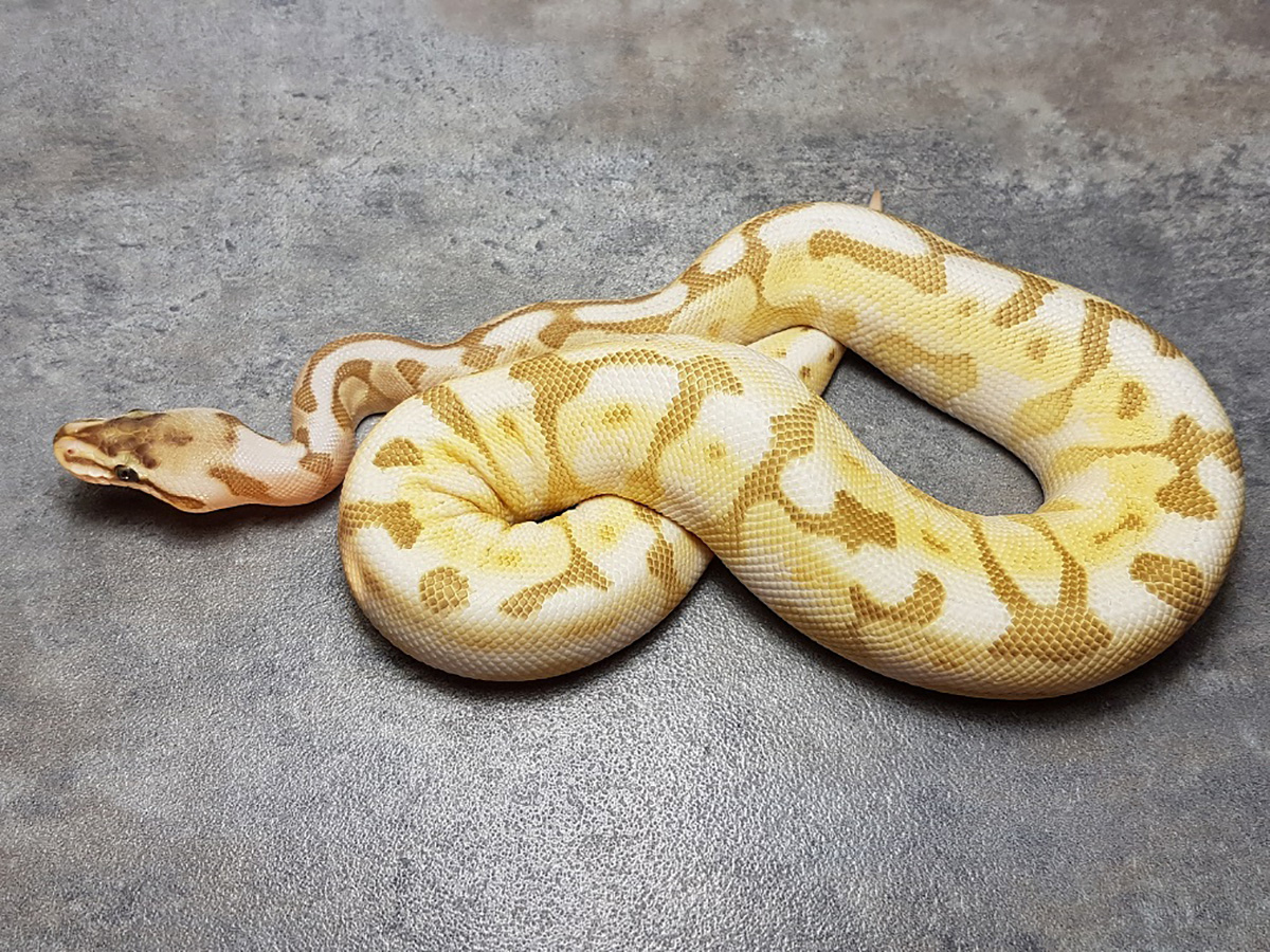 Cinnamon Enchi Lesser Pastel Spider