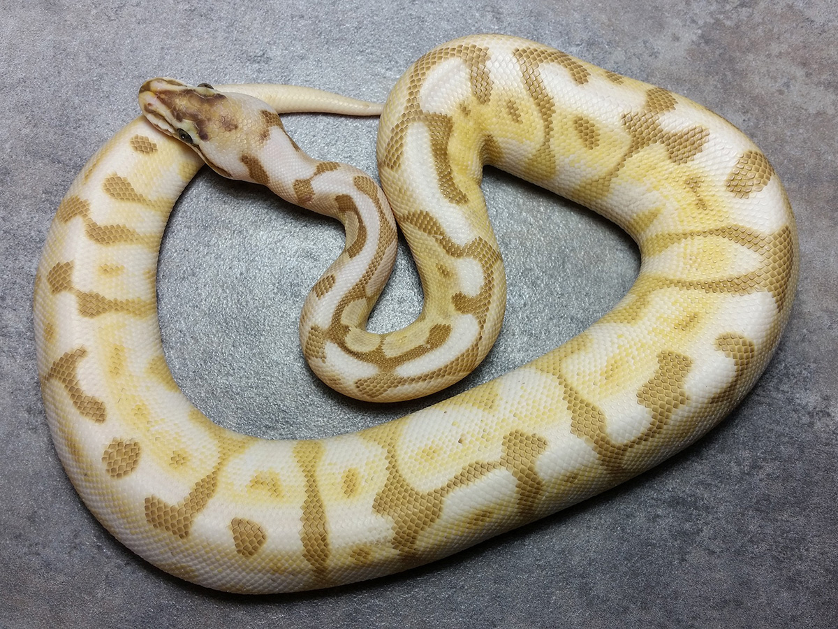 Cinnamon Enchi Lesser Pastel Spider