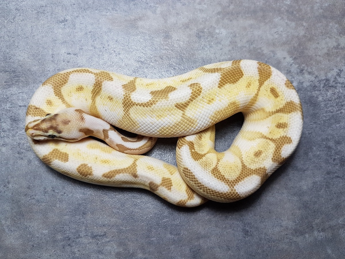 Cinnamon Enchi Lesser Pastel Spider