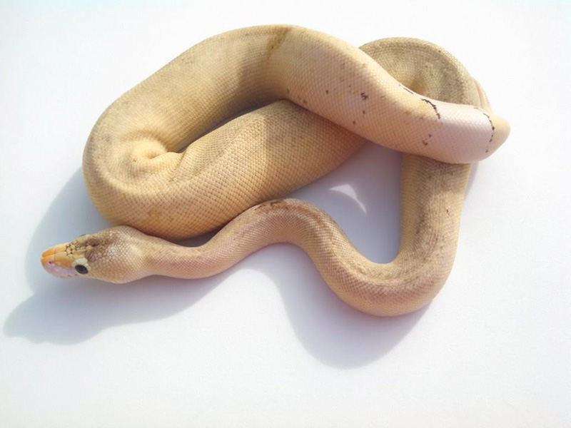 Cinnamon Enchi Lesser Pinstripe Spider Super Pastel