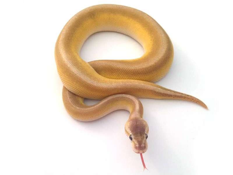 Cinnamon Enchi Lesser Pinstripe Super Pastel