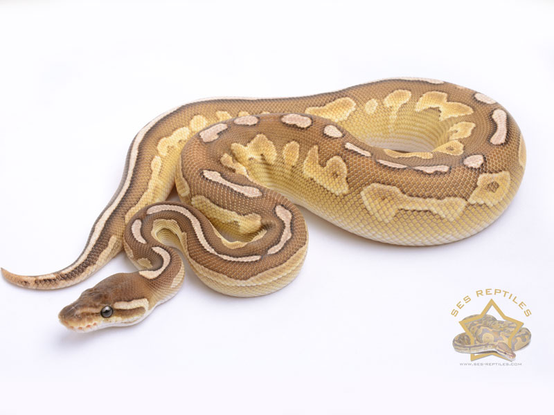 Cinnamon Enchi Lesser