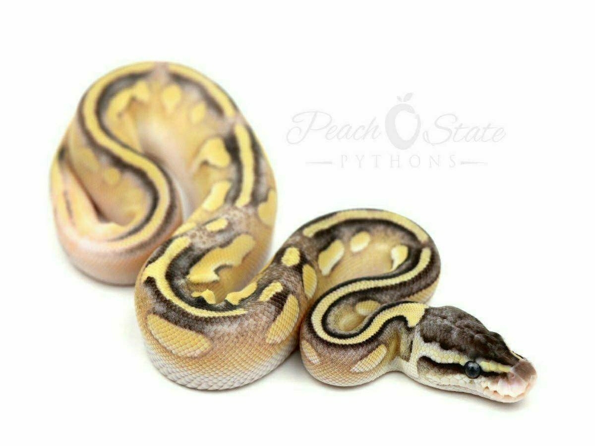 Cinnamon Enchi Mojave Pastel