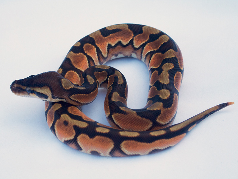 Cinnamon Enchi Orange Dream