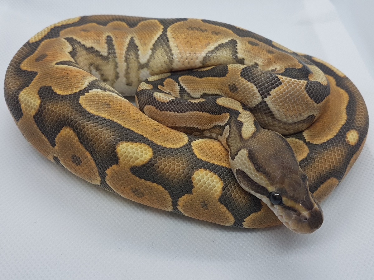 Cinnamon Enchi Orange Ghost