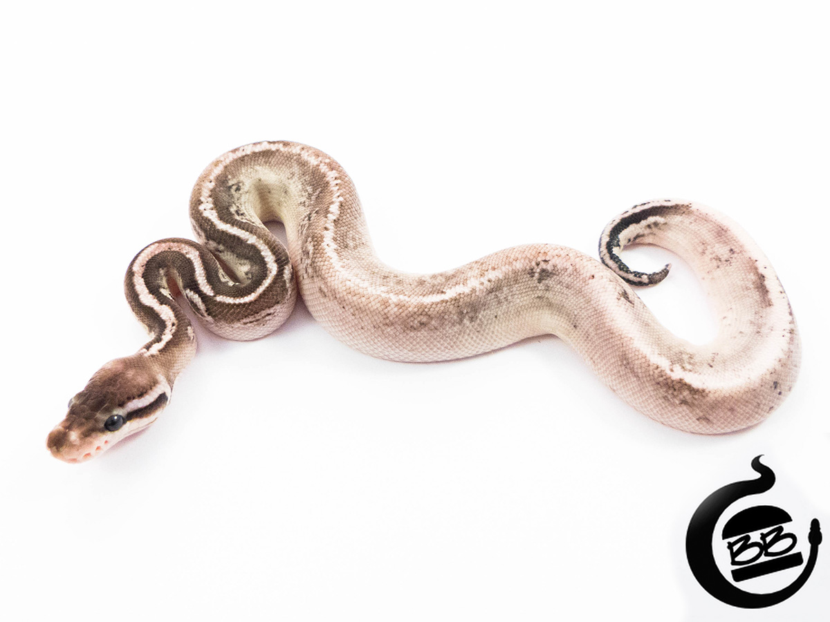 Morph List - World of Ball Pythons