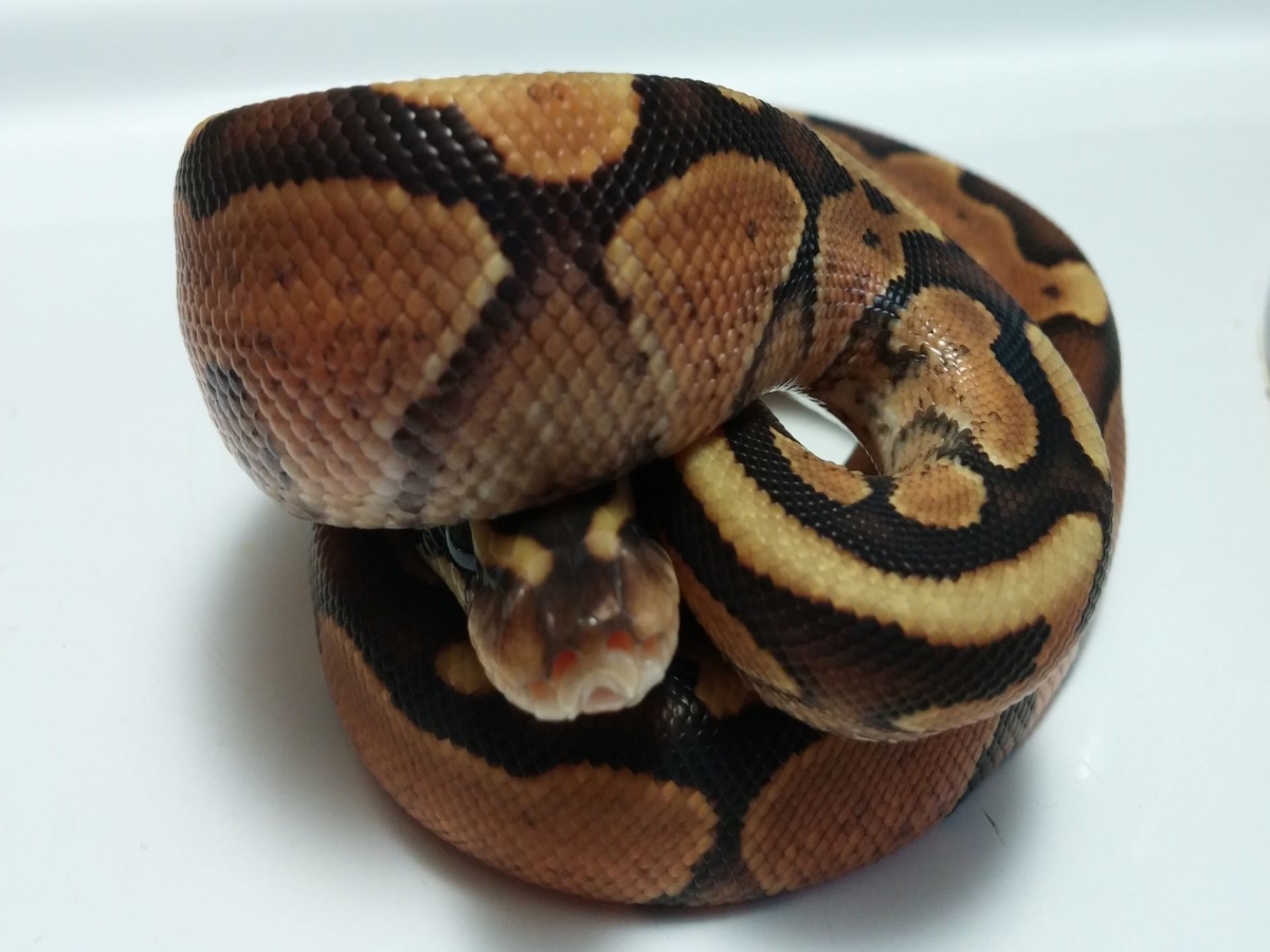 Cinnamon Enchi Spark