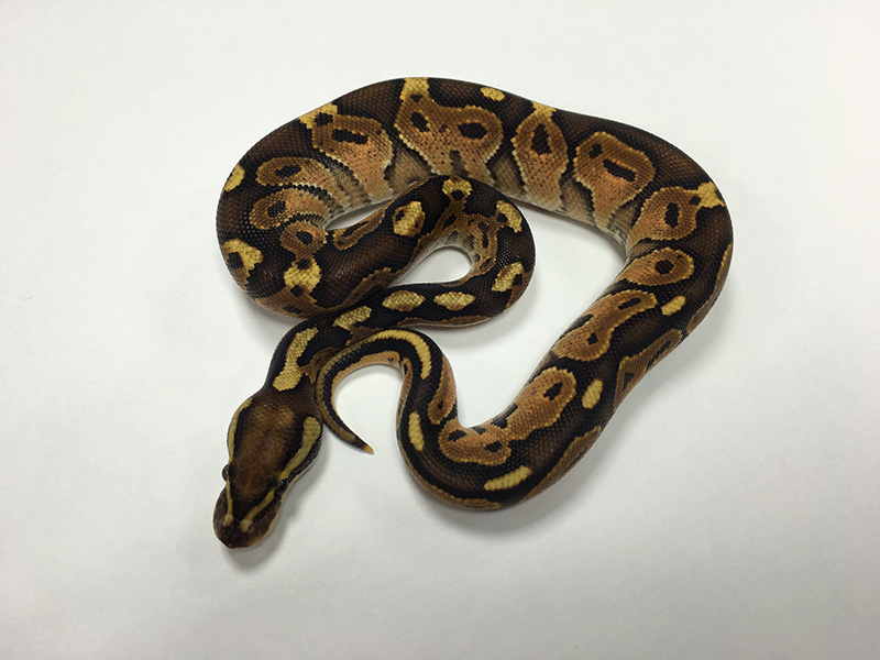 Cinnamon Enchi Vanilla