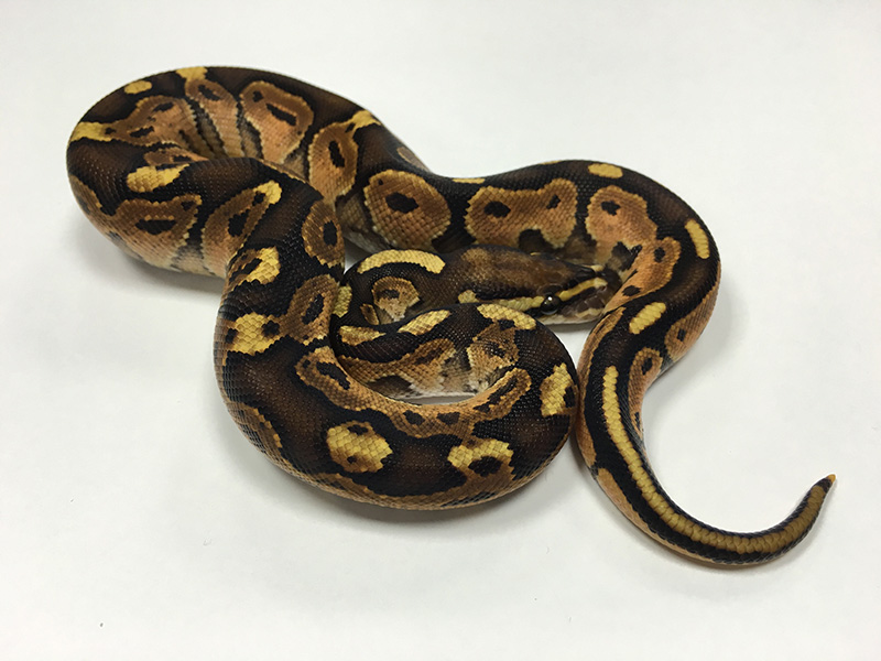 Cinnamon Enchi Vanilla