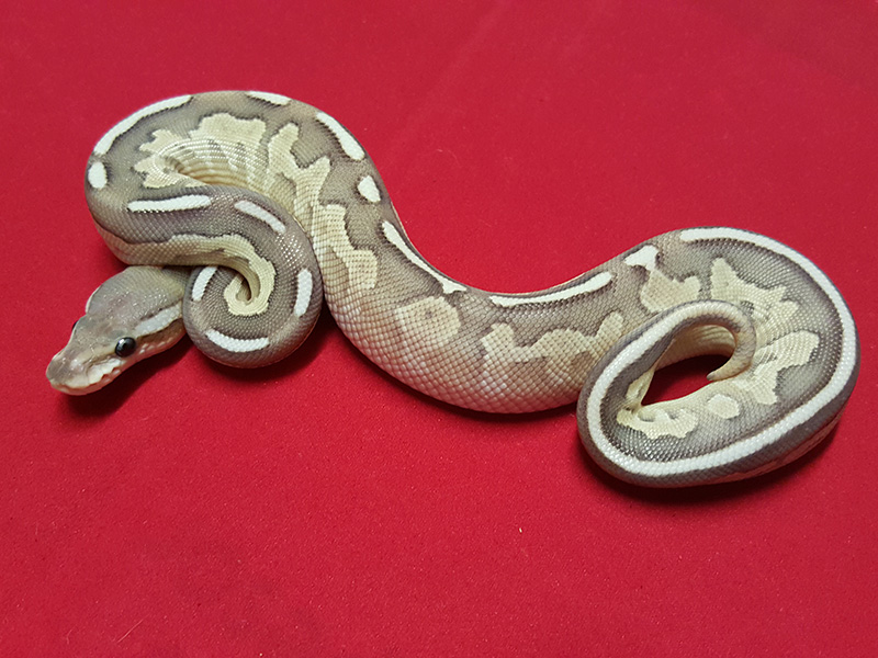 Cinnamon Fire Lesser Yellow Belly