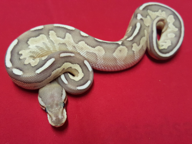 Cinnamon Fire Lesser Yellow Belly