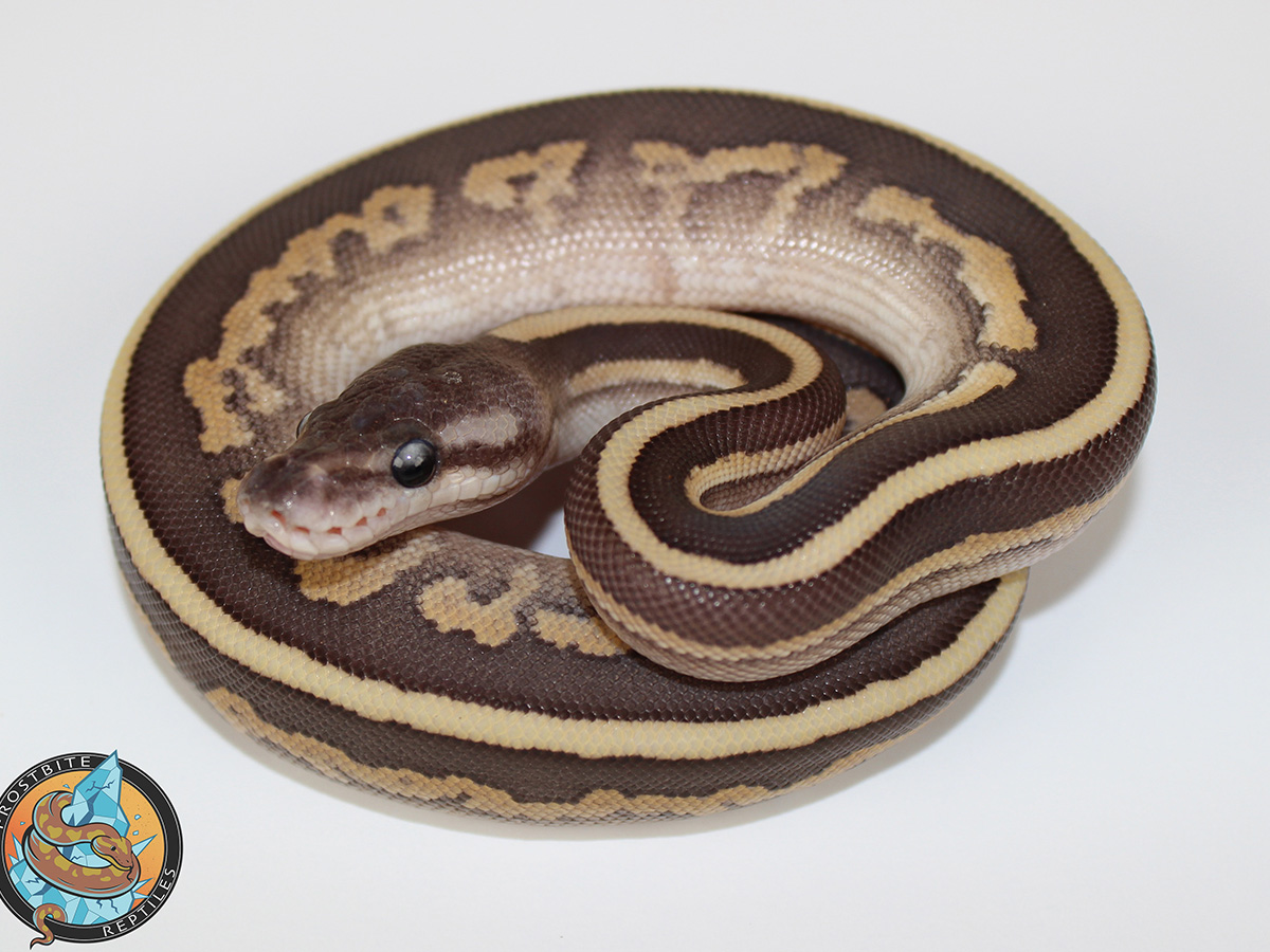 Cinnamon Fire Mojave Red Stripe