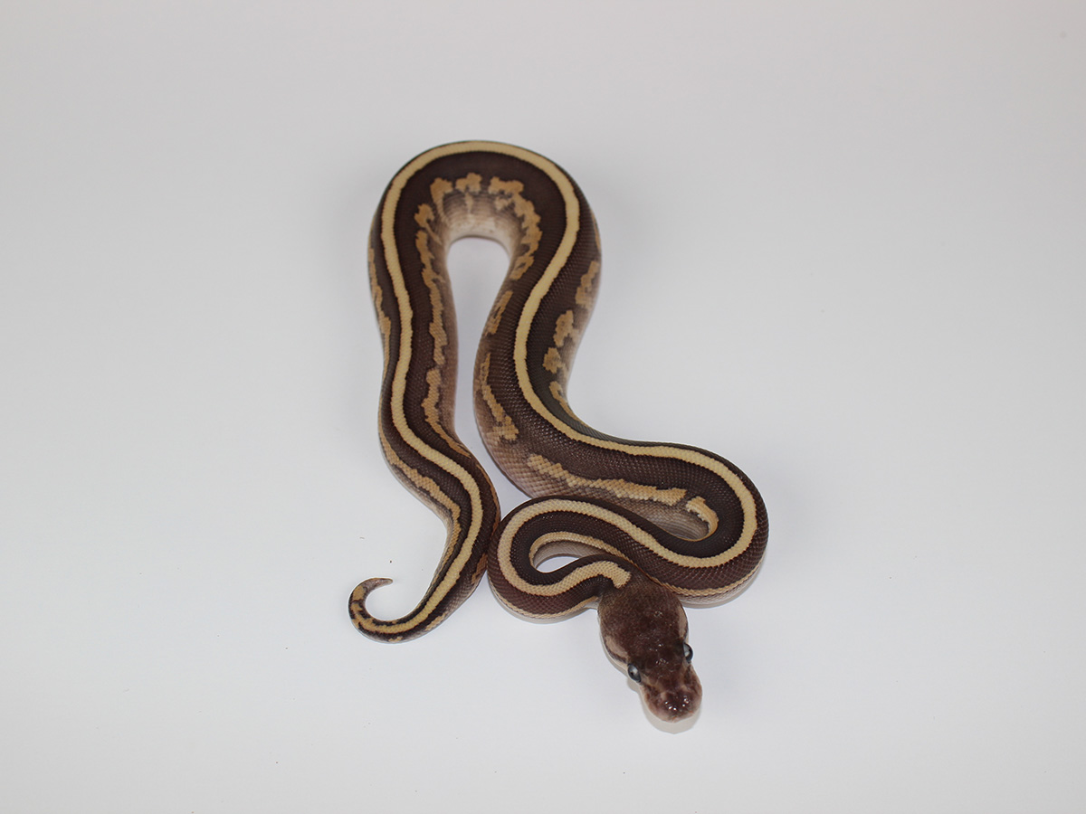 Cinnamon Fire Mojave Red Stripe