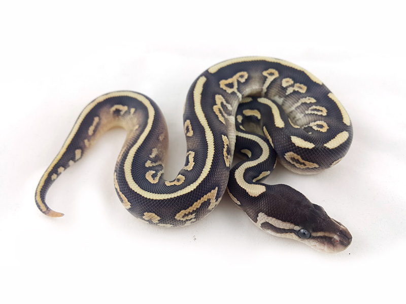 Cinnamon Fire Mojave Yellow Belly