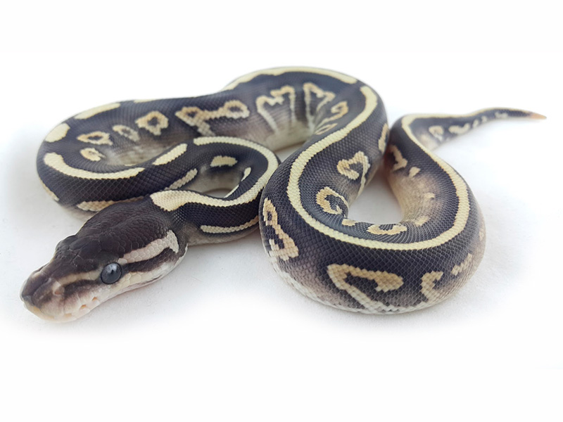 Cinnamon Fire Mojave Yellow Belly