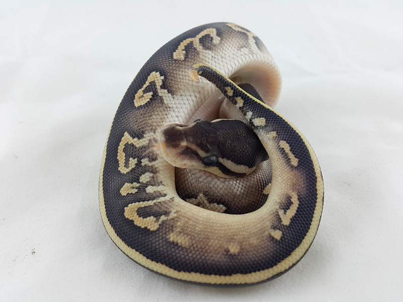 Cinnamon Fire Mojave Yellow Belly