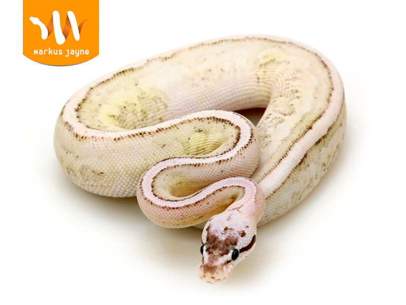 Cinnamon Fire Pastel Specter Yellow Belly