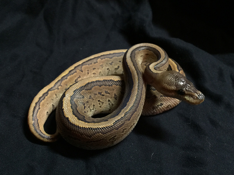 Cinnamon Fire Pinstripe