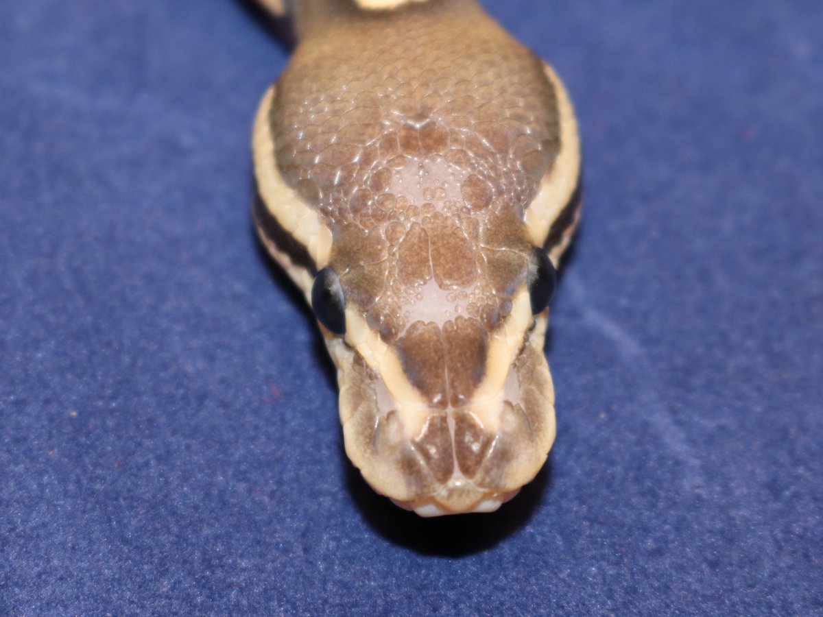 Cinnamon Fire Scaleless Head