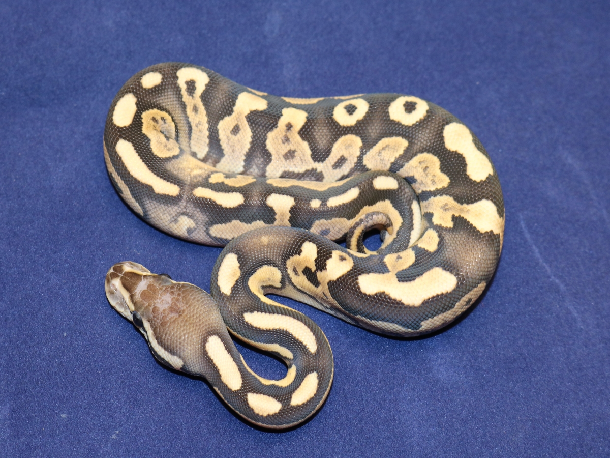 Cinnamon Fire Scaleless Head