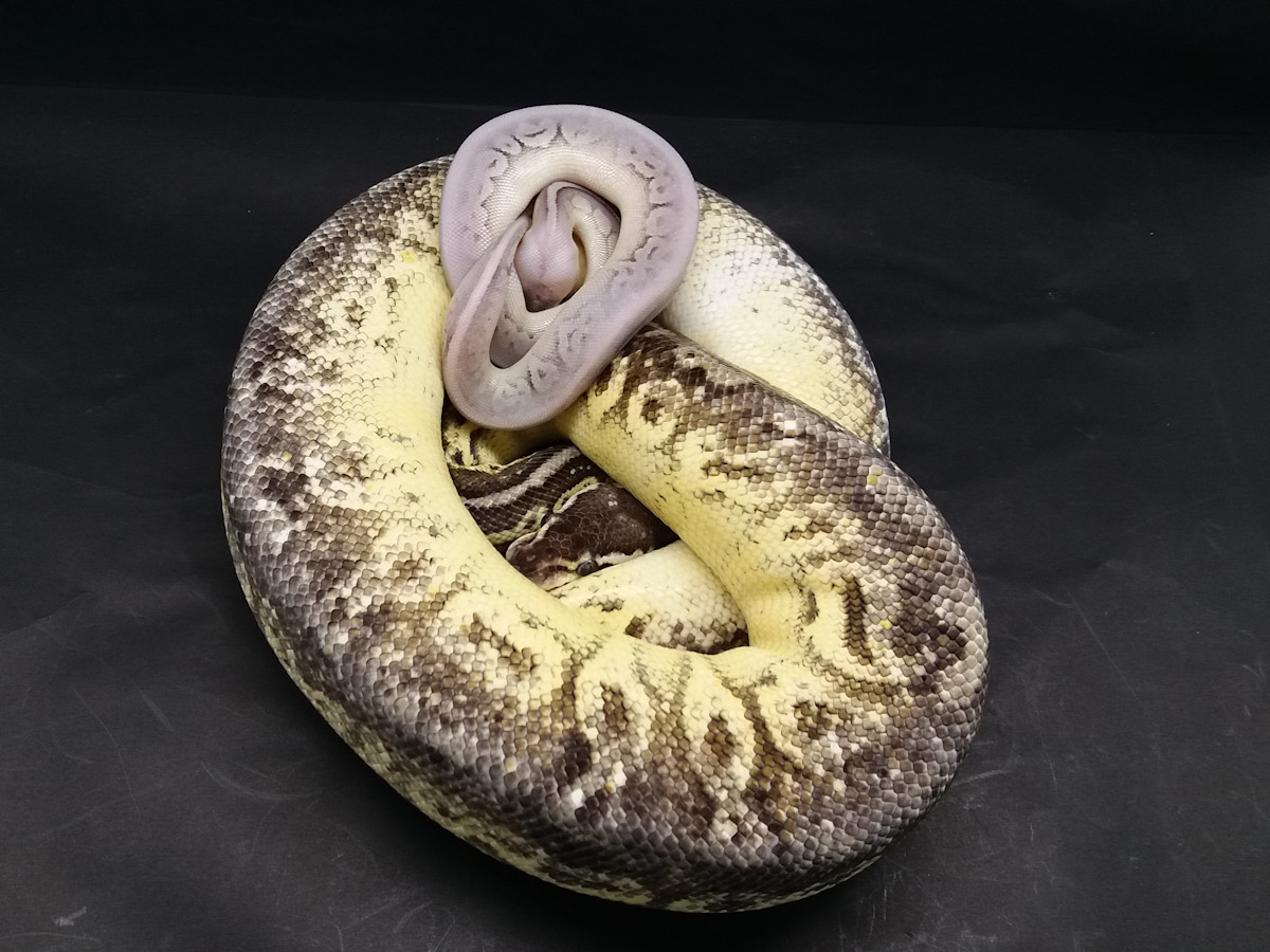 Cinnamon Fire Super Pastel Yellow Belly