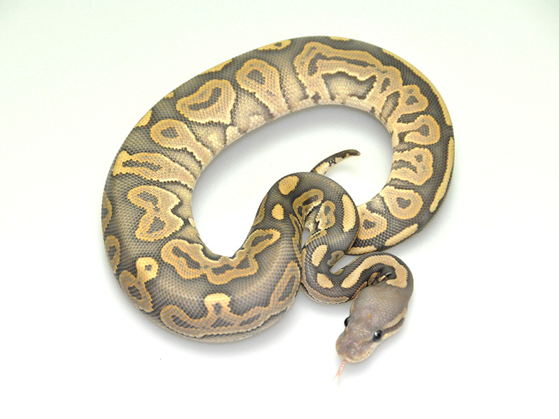 if six was nine TK Mango Python初期