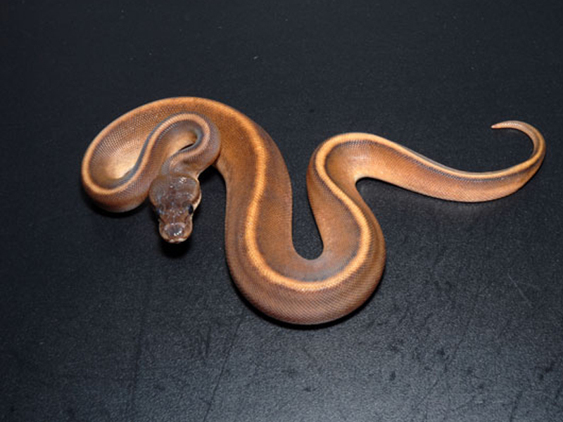 Cinnamon Genetic Stripe