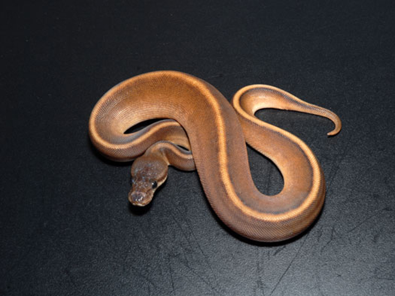 Cinnamon Genetic Stripe