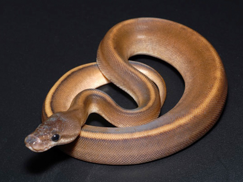 Cinnamon Genetic Stripe