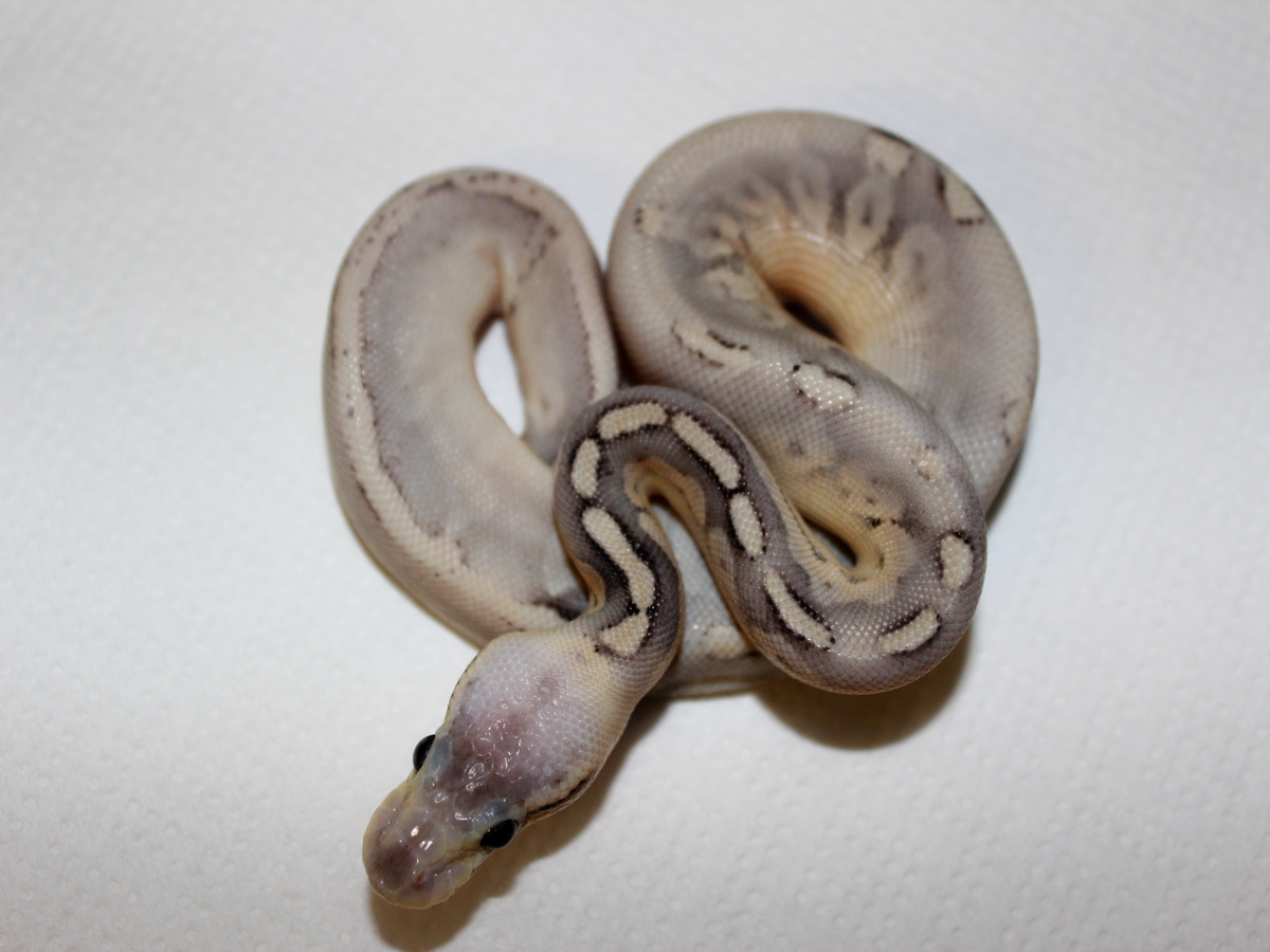 Cinnamon Ghi Het Red Axanthic Super Pastel