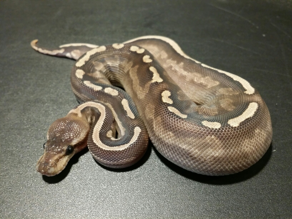 Cinnamon Ghi Het Red Axanthic