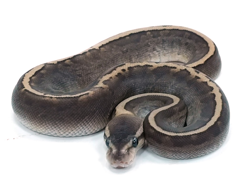 Cinnamon Ghi Lesser Pinstripe