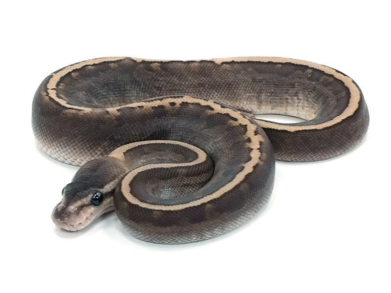 Cinnamon Ghi Lesser Pinstripe