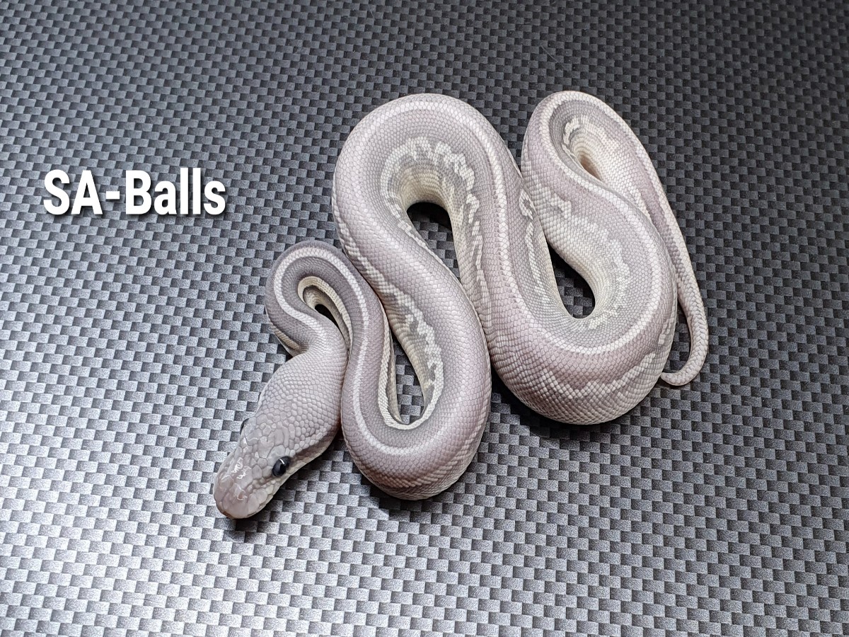 Cinnamon Ghost Leopard Ball Mojave Super Pastel