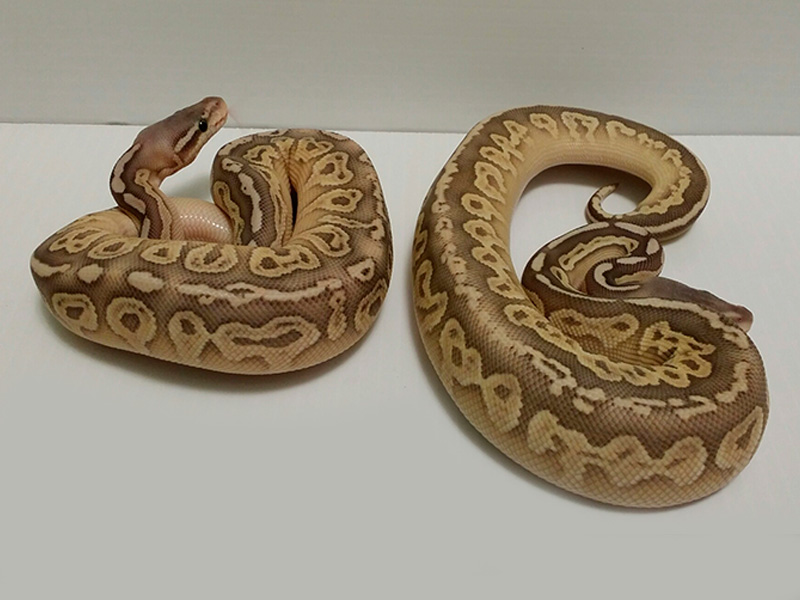 Cinnamon Ghost Lesser Super Pastel