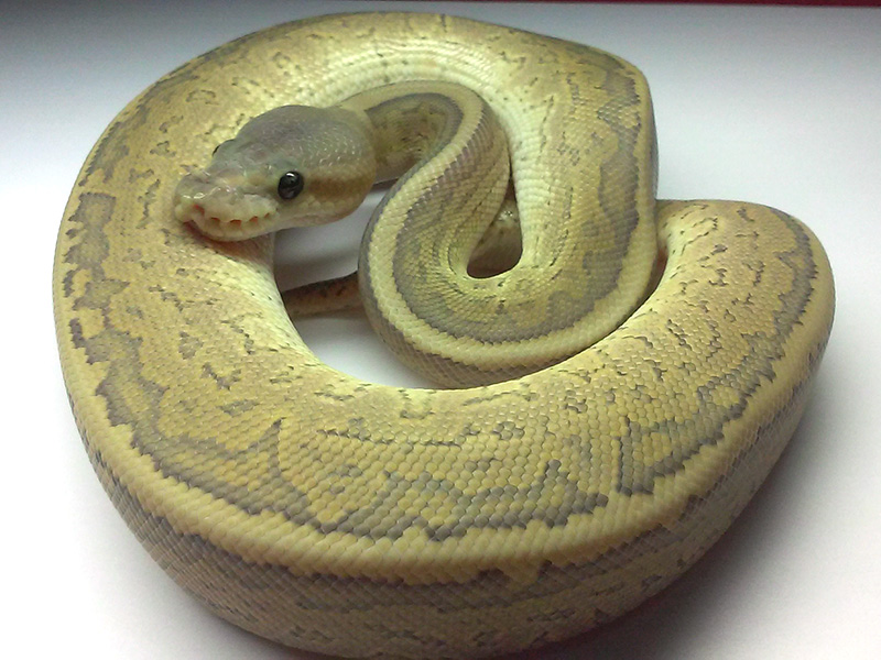 Cinnamon Ghost Pinstripe