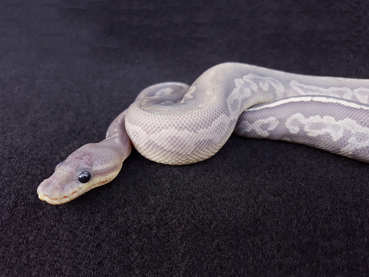 Cinnamon Het Red Axanthic Hidden Gene Woma Sable