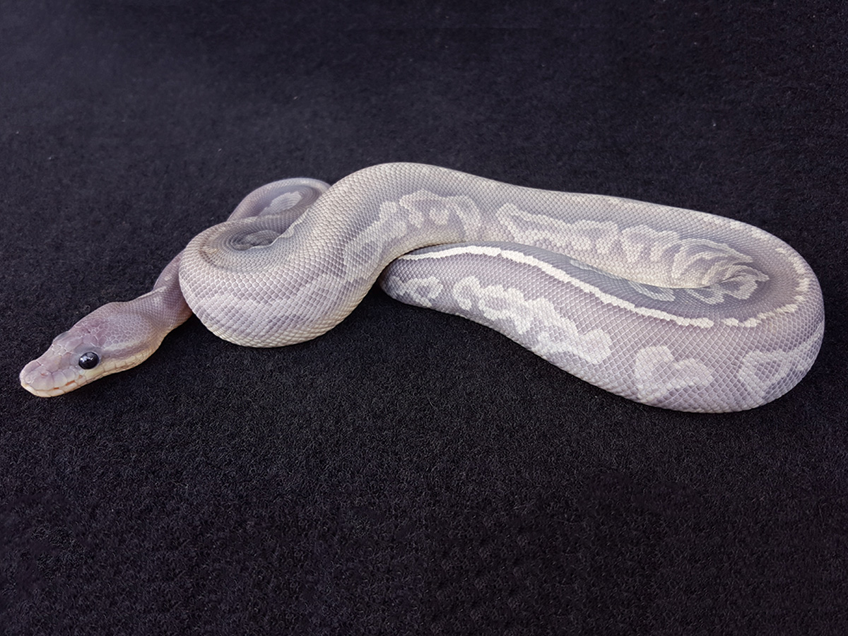 Cinnamon Het Red Axanthic Hidden Gene Woma Sable