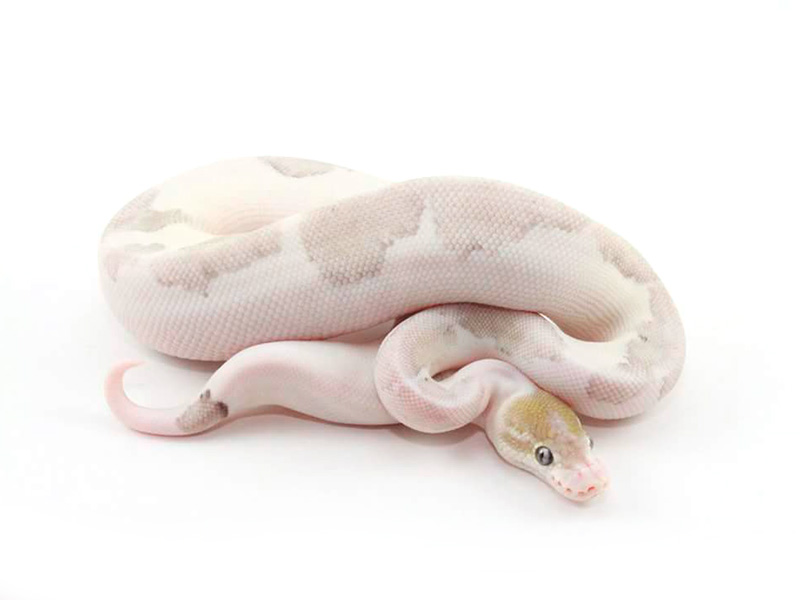 Cinnamon Het Red Axanthic Leopard Lesser Pastel