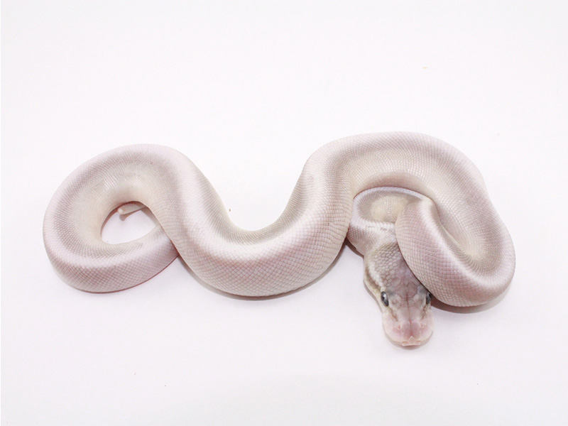 Cinnamon Het Red Axanthic Leopard Pastel