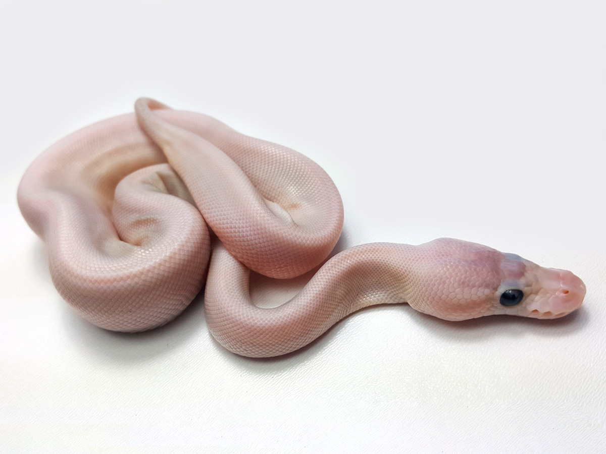 Cinnamon Het Red Axanthic Lesser Super Pastel