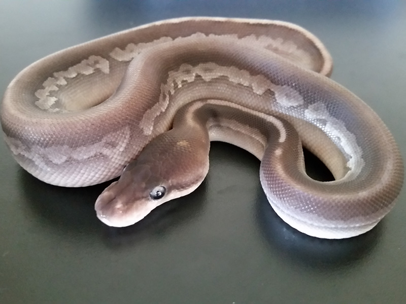 Cinnamon Het Red Axanthic Mojave